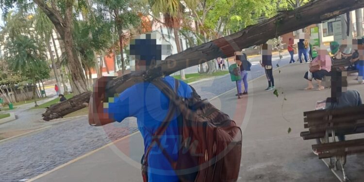 Armado com tronco de árvore, homem procura agressor em Jaraguá do Sul