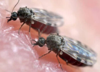 Jaraguá do Sul confirma o primeiro caso da febre do maruim