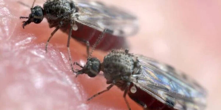 Jaraguá do Sul confirma o primeiro caso da febre do maruim