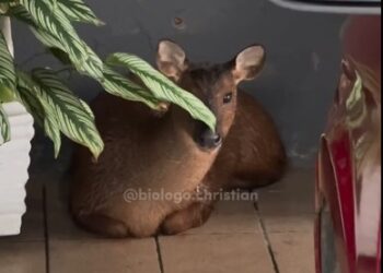 [Vídeo] Biólogos fazem resgate e devolvem cervo à mata em Jaraguá do Sul