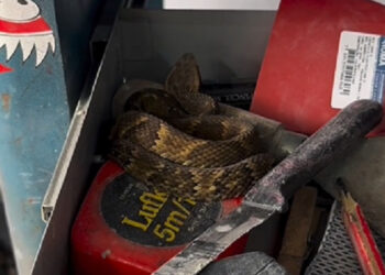 [Vídeo] Jararaca é encontrada na gaveta de ferramentas em Jaraguá do Sul