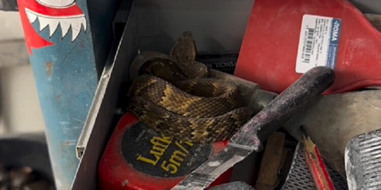 [Vídeo] Jararaca é encontrada na gaveta de ferramentas em Jaraguá do Sul