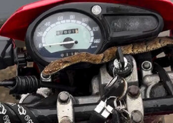 [Vídeo] Motociclista encontra cobra no guidão em Jaraguá do Sul