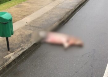 Capivara morre atropelada por moto em Jaraguá do Sul