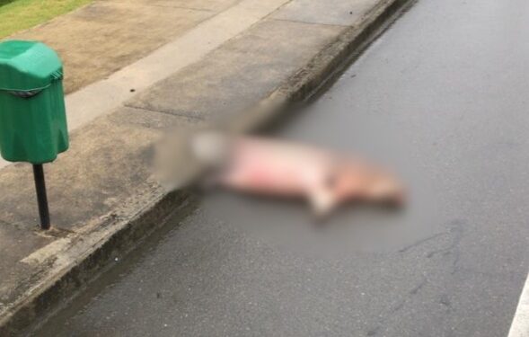 Capivara morre atropelada por moto em Jaraguá do Sul