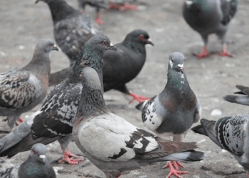 Vigilância Sanitária apura se restaurante de SC usava pombos como alimento