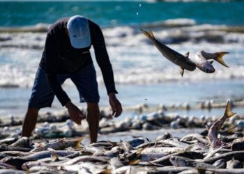 Santa Catarina pesca mais de dois milhões de quilos de tainhas na safra 2024