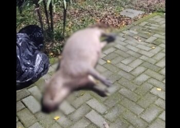 Motociclista fica ferido e capivara morre após acidente em Jaraguá do Sul