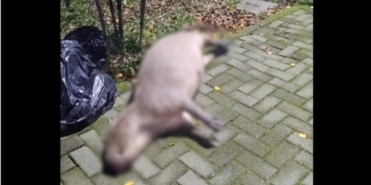 Motociclista fica ferido e capivara morre após acidente em Jaraguá do Sul