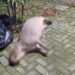 Motociclista fica ferido e capivara morre após acidente em Jaraguá do Sul