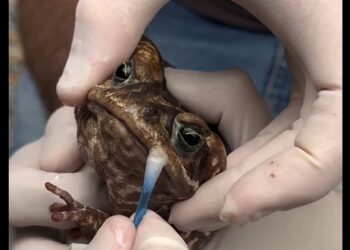 [Vídeo] Biólogo de Jaraguá do Sul resgata sapo com boca colada: “Maldade”