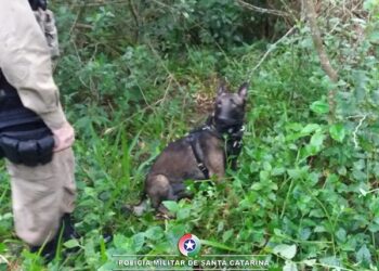 PM utiliza cão para conter homem durante abordagem em Jaraguá do Sul