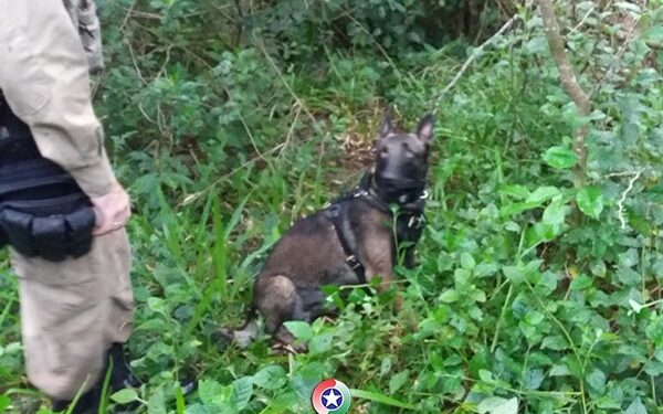 PM utiliza cão para conter homem durante abordagem em Jaraguá do Sul