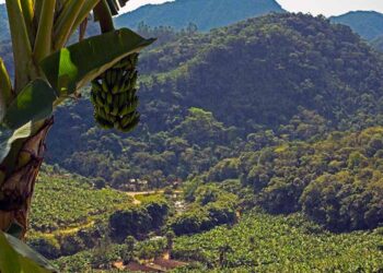 Corupá poderá ser a Capital Nacional da Banana