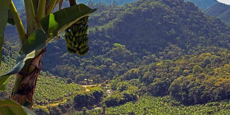 Corupá poderá ser a Capital Nacional da Banana