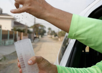 Joinville inicia soltura de mosquitos com bactéria Wolbachia no combate à dengue