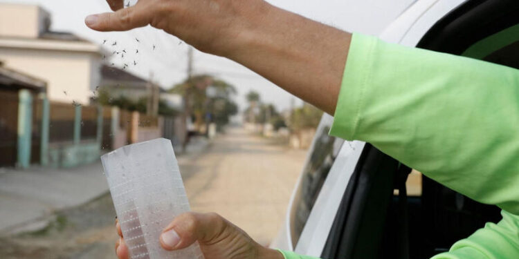 Joinville inicia soltura de mosquitos com bactéria Wolbachia no combate à dengue