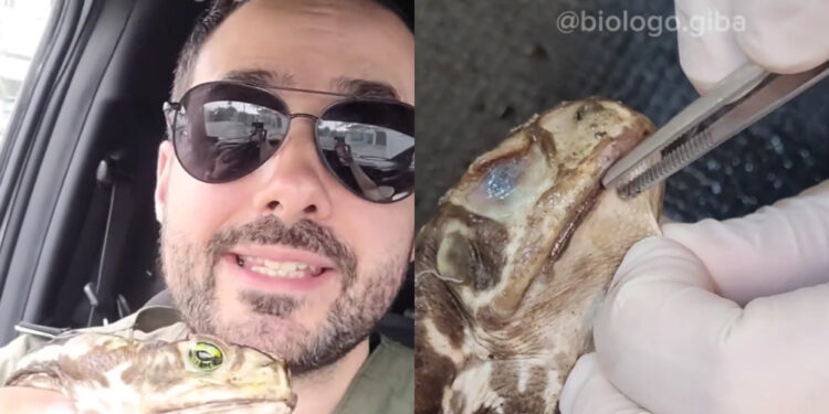 [Vídeo] Sapo com a boca colada é encontrado em Jaraguá do Sul e revolta biólogo: “Essa pessoa vai ser pega”