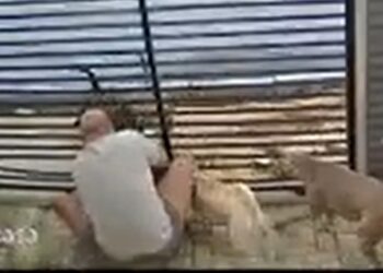 [Vídeo] Tutores dão socos em pitbulls para salvar cães em SC