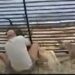 [Vídeo] Tutores dão socos em pitbulls para salvar cães em SC