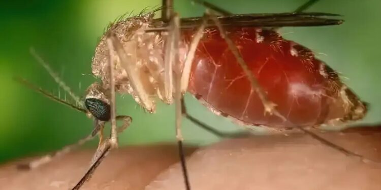 Surto recente de febre do maruim foi causado por nova linhagem viral