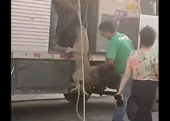 [Vídeo] Dono de posto de combustíveis em SC é denunciado por maus-tratos a cachorros de rua