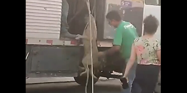 [Vídeo] Dono de posto de combustíveis em SC é denunciado por maus-tratos a cachorros de rua