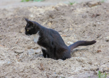 PM é chamada após gato de idoso fazer ‘necessidades’ no terreno do vizinho em Corupá