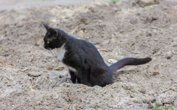 PM é chamada após gato de idoso fazer ‘necessidades’ no terreno do vizinho em Corupá