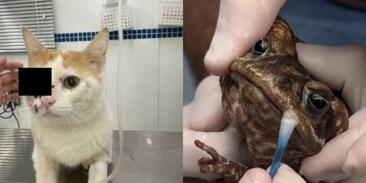 De sapos com bocas coladas até gatos vítimas de armas, casos de maus-tratos ganham repercussão na região
