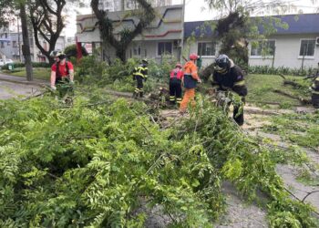 Defesa Civil e bombeiros removem árvore que interditou rua no Centro de Jaraguá do Sul