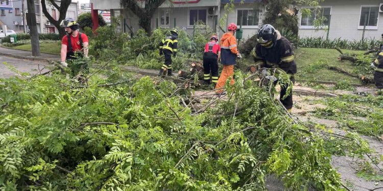 Defesa Civil e bombeiros removem árvore que interditou rua no Centro de Jaraguá do Sul