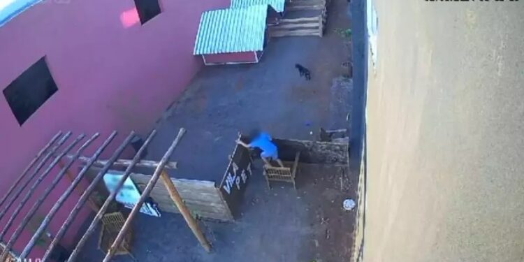 [Vídeo] Criança de 9 anos invade hospital veterinário no Paraná e mata 23 animais