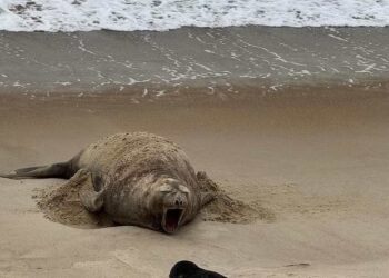 Elefante marinho dá a luz em praia de SC pela primeira vez no Brasil