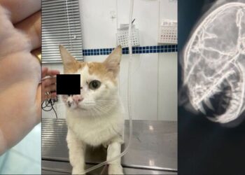Gato leva tiro de chumbinho em Schroeder e perde olho