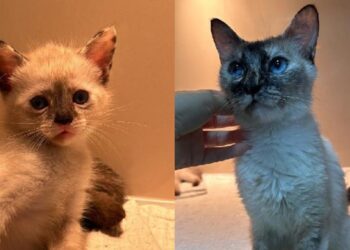 Fujama promove feira de adoção de gatos neste sábado (23)