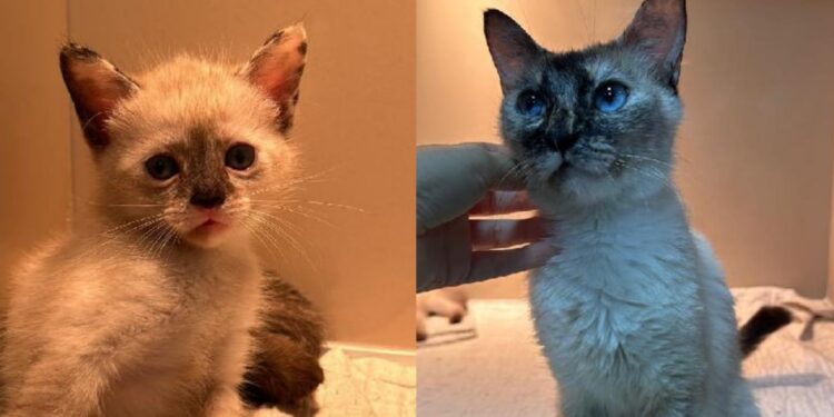 Fujama promove feira de adoção de gatos neste sábado (23)