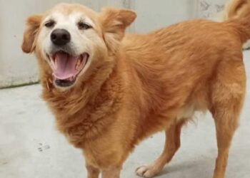 Jaraguá do Sul terá feira de adoção de cães e gatos neste sábado (09)