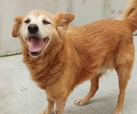 Jaraguá do Sul terá feira de adoção de cães e gatos neste sábado (09)