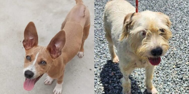 Jaraguá do Sul terá última feira de adoção de 2024 neste sábado (07)