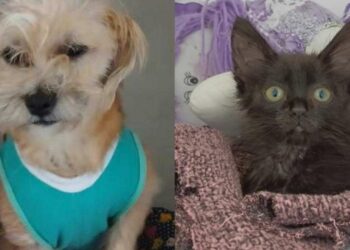 Jaraguá do Sul terá última feira de adoção de animais do ano nesta sexta-feira (13)