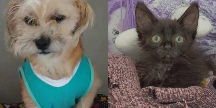 Jaraguá do Sul terá última feira de adoção de animais do ano nesta sexta-feira (13)