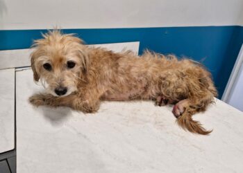 Homem é preso por maus-tratos contra cachorro em Schroeder: “Arroz duro e água com lodo”