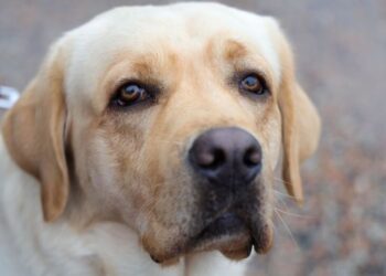 ONG demonstra preocupação com o abandono de animais em Jaraguá do Sul
