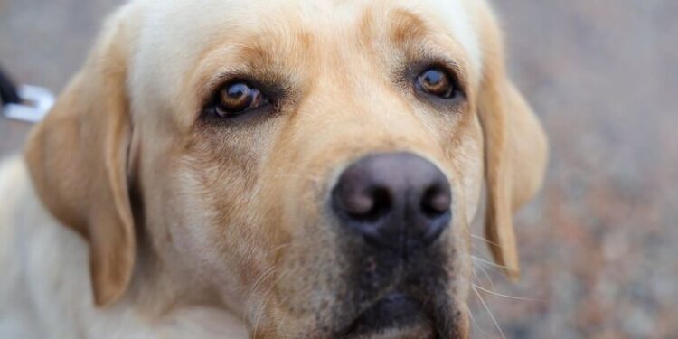 ONG demonstra preocupação com o abandono de animais em Jaraguá do Sul