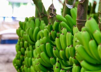 Banana de Luiz Alves é reconhecida como a 10ª Indicação Geográfica de Santa Catarina