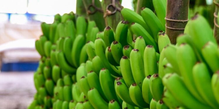 Banana de Luiz Alves é reconhecida como a 10ª Indicação Geográfica de Santa Catarina