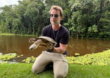 Espécie rara de Cágado é capturada e solta no Parque da Inovação, em Jaraguá do Sul