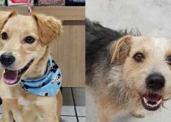 Fujama promove a primeira feira de adoção de animais de 2025