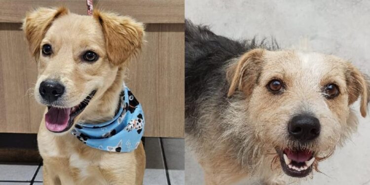 Fujama promove a primeira feira de adoção de animais de 2025